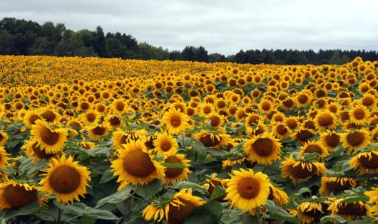sunflowers2_lowres