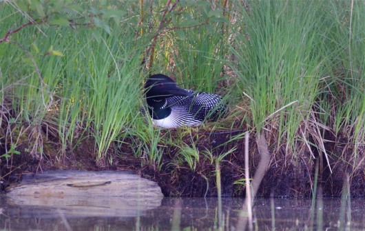 loon_on_nest_lowres