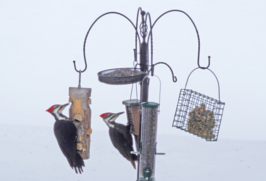 pileateds2_lowres